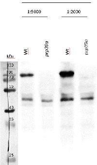 PRP39a | pre-mRNA-processing factor 39 in the group Antibodies Plant/Algal / DNA/RNA/Cell Cycle / RNA metabolism at Agrisera AB (Antibodies for research) (AS14 2784)